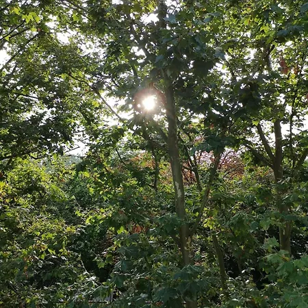 Appartement The In The Trees